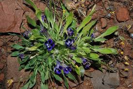 Image result for Aptosimum albomarginatum