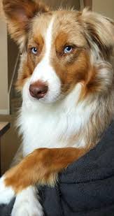 This Color With Green Eyes Is My Wish So Pretty Australian Color Eyes Green Pretty Pretty Dogs Cute Dogs And Puppies Beautiful Dogs