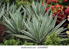 Image result for Agavaceae