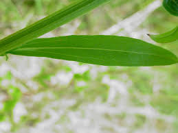 Image result for Oxyanthus strigosus