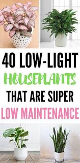 40 Best Indoor Plants That Don T Need Sunlight Low Light House Plants