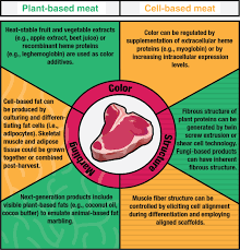 Cloning and expression of heterologous proteins in animal cells 4. Plant Based And Cell Based Approaches To Meat Production Nature Communications