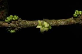 Image result for Tricalysia sp. E