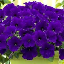 This velvety shimmering black petunia has a deep purple that looks black at first glance. Trailing Petunia Seeds 49 Varieties Flower Seeds Annual Flowers Flower Seeds Bonsai Flower