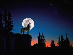 Rick2907 has uploaded 1711 photos to flickr. Wolves Howling Wallpapers On Wallpaperdog