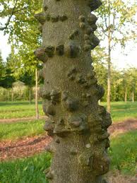 Image result for Zanthoxylum chalybeum