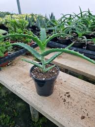 Image result for Aloe arborescens