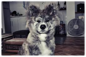August 03, 2007, 19:22:56 pm ». Haru 6 Months Long Coat Brindle Akita Inu Reminds Me Of A Koala S Face