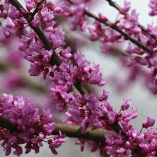 Redbud trees belong to the family of flowering plants called fabaceae (leguminosae) which is also called the pea, legume, or bean family. Pin On Gardens