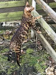 Bengal Kater Timur Bengalkatze Neugierig Erkundet Er Den Garten Bengal Katzchen Katzen Haus Katzen