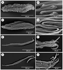 Image result for Angraecopsis parviflora