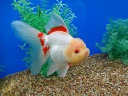Auction Items Listing Colorful Fish Oranda Goldfish Betta Fish
