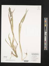 Image result for Agrostis continuata