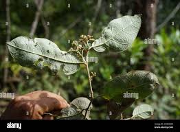 Image result for Dichapetalum