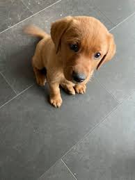 Ground delivery can sometimes be arranged for a fee, depending on the litter and your location. 25 Best Pet Service Near Adamstown Pennsylvania Facebook Last Updated Jul 2021