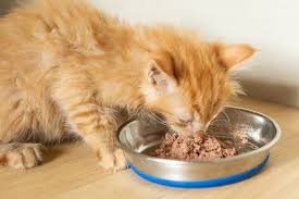 How to Choose the Best Kitten Food