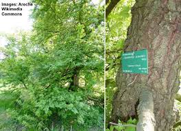 Young sweet gum tree bark. Sweetgum Trees Gumball Tree Types Leaves Identification Pictures