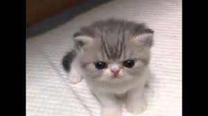 Yavru Kedi Sesi Youtube