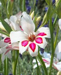 Image result for Gladiolus pusillus