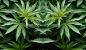 They Call Her Santa Maria