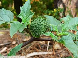 Image result for durman obecný plod