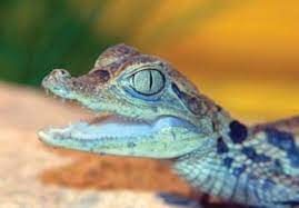 Malta Auction Website Offers Baby Croc For Sale