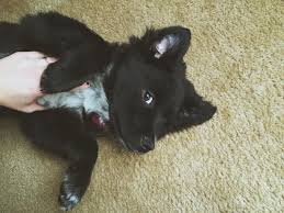 Haydyn The Lab Chow Border Collie Mix Lab Mix Puppies Puppy Dog Pictures Hybrid Dogs