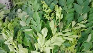 To grow malunggay at home, pick either through seeds or through stem. Malunggay Moringa In Philippine Cuisine