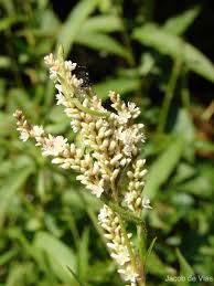 Image result for Persicaria barbata