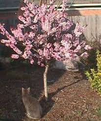 Check the front, back, and sides to be sure your tree is evenly balanced. 13 Outdoors Ideas Dwarf Trees Trees To Plant Ornamental Trees