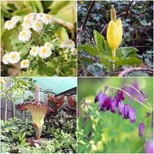 11 Funny Plant Nicknames From Around The World