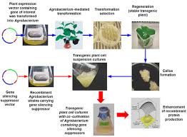 One hour open book exam 2 experimental protocols in plant cell culture. Ijms Free Full Text Enhancement Of Recombinant Protein Production In Transgenic Nicotiana Benthamiana Plant Cell Suspension Cultures With Co Cultivation Of Agrobacterium Containing Silencing Suppressors