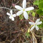 Image result for Jasminum fluminense