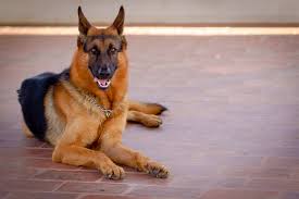 These german shepherd pups are very assertive,intellegent, observant and eager to please their new owners. German Shepherd Price How Much Is A Purebred German Shepherd
