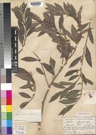 Image result for Aphloia theiformis