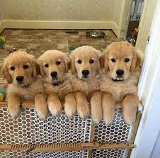 Check spelling or type a new query. The Cutest Golden Retriever Puppies Ever