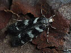 Image result for Chionodes continuellus