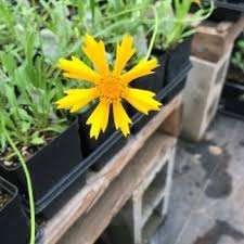 Image result for Indigofera cylindracea