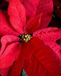 Ep 77 A Closer Look At Poinsettia Euphorbia Pulcherrima Plant Daddy Podcast Euphorbia Poinsettia Greenhouse Growing