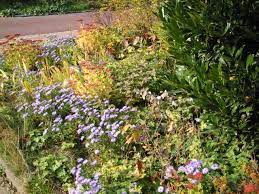 Was thematisch vorverdaut wird, erleichtert vielen den zugang zur kunst. Fotogalerie Garten Und Pflanzenfotos Impressionen Aus Unserem Privatgarten Herbst