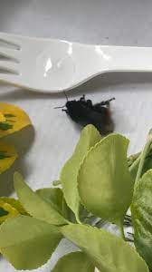 Check spelling or type a new query. How To Help Revive A Cold Or Wet Bee Save Bees