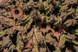 Image result for Huernia hislopii