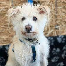 im jan 2020 war die blinde maja bei tiere suchen ein zuhause tieresucheneinzuhause leider fand sich uber die sendung kein neues zuhause die kleine t