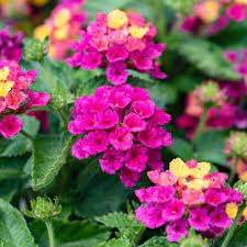 Lantana Camara Bandana Cherry Lantana Camara Lantana White Flower Farm
