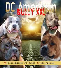 Unser xxl american bully welpe ist am 06.januar 2020 als einziger welpe geboren. Dc American Bully Xxl Home Facebook