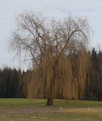 Vitellina , auch bunte weide, gelbe salix alba var. Salix Alba Tristis Wikipedia Trauerweide Salix Babylonica Var Pekinense Pendula Baumkunde Forum White Willow Tristis Rhs Gardening Jennieturton