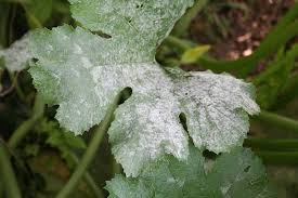 Remove any old organic mulch from around your zucchini plant. What Causes White Spots On Zucchini Leaves All You Need To Know