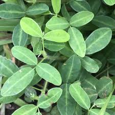 Image result for Grona triflora