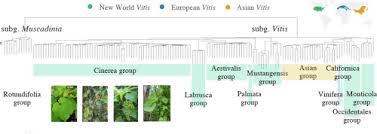 Image result for Vitaceae