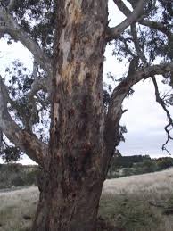 Image result for Eucalyptus camaldulensis